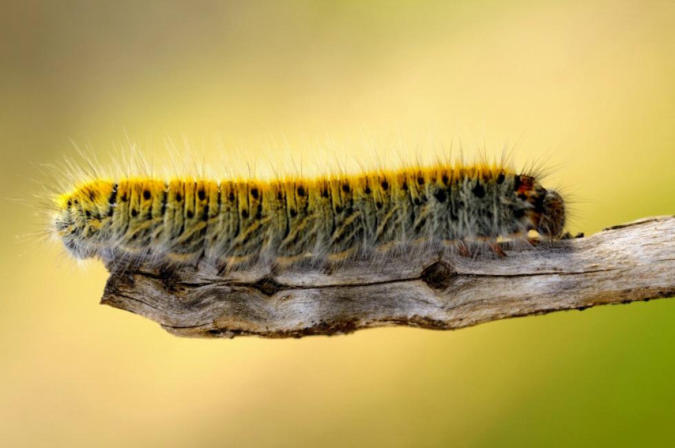 Oruga de la mariposa Lasiocampa trifolii
